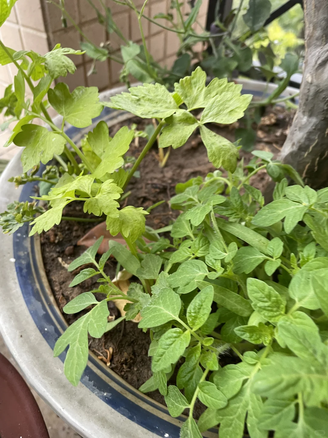 ?50岁阿姨的养花种菜日记 | 享受生活