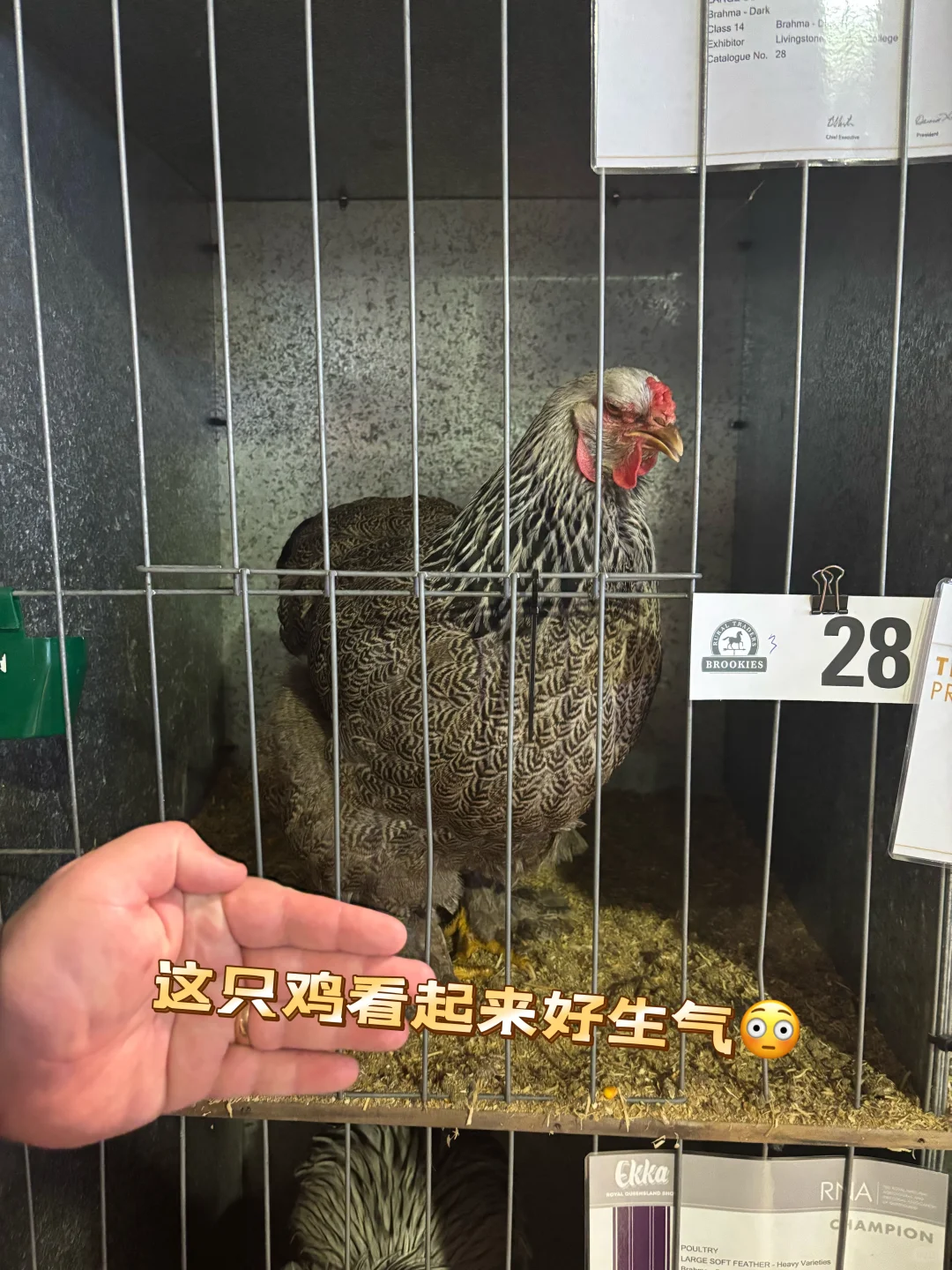 逛昆士兰一年一度农产品展销会Plog