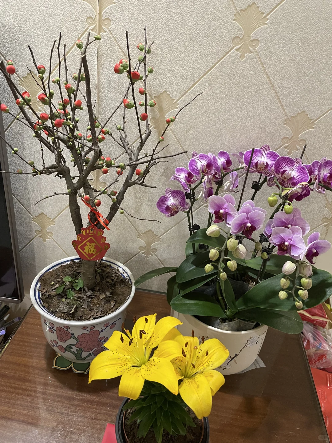 ?50岁阿姨的养花种菜日记 | 享受生活
