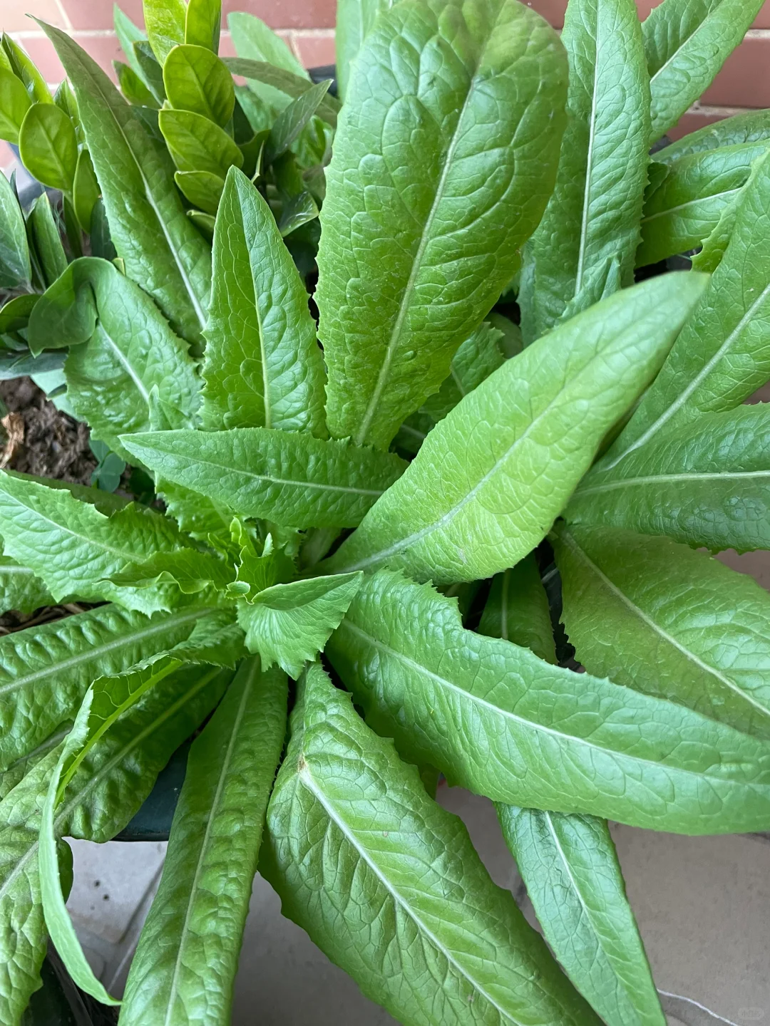 ?50岁阿姨的养花种菜日记 | 享受生活