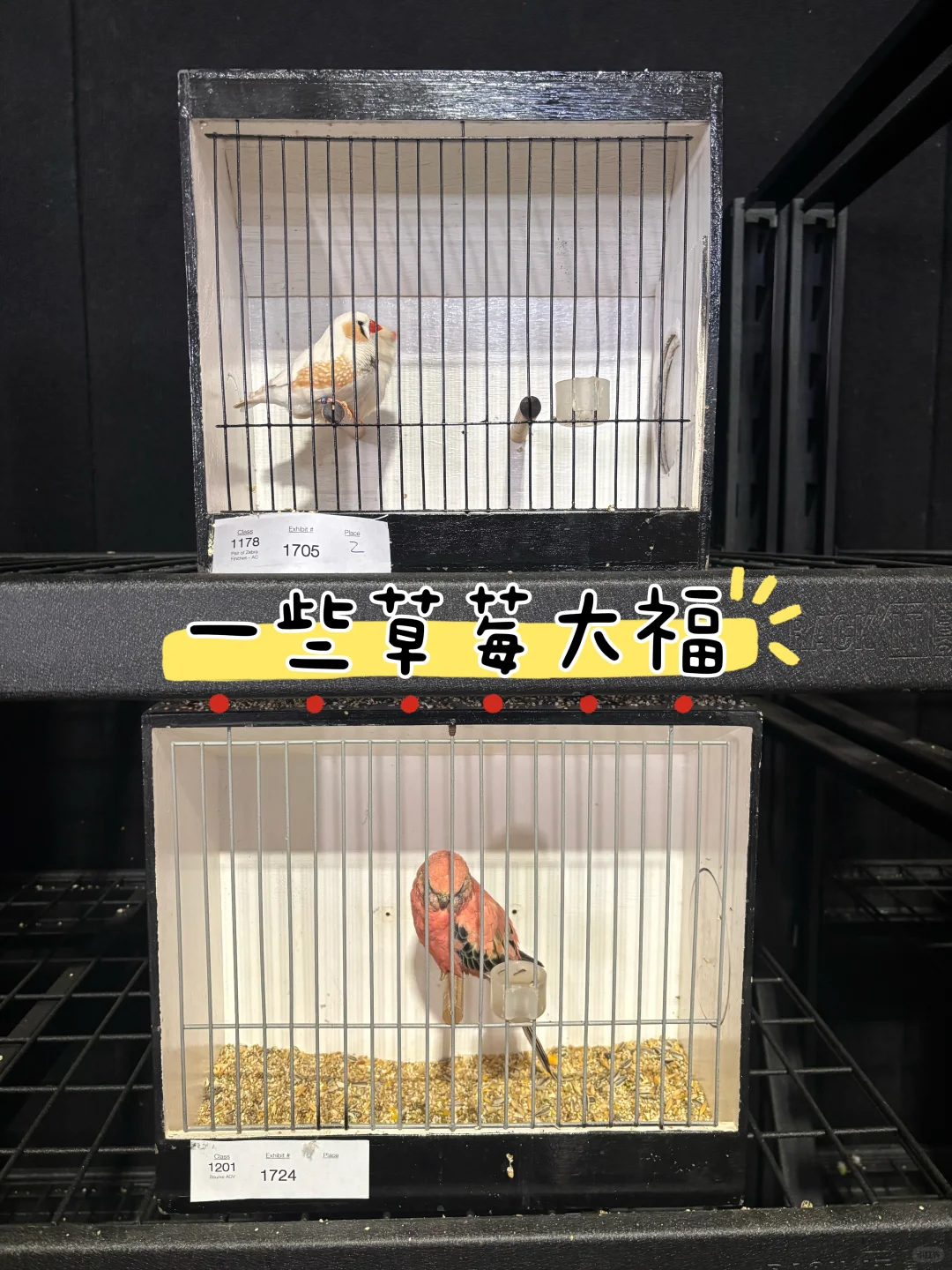 逛昆士兰一年一度农产品展销会Plog