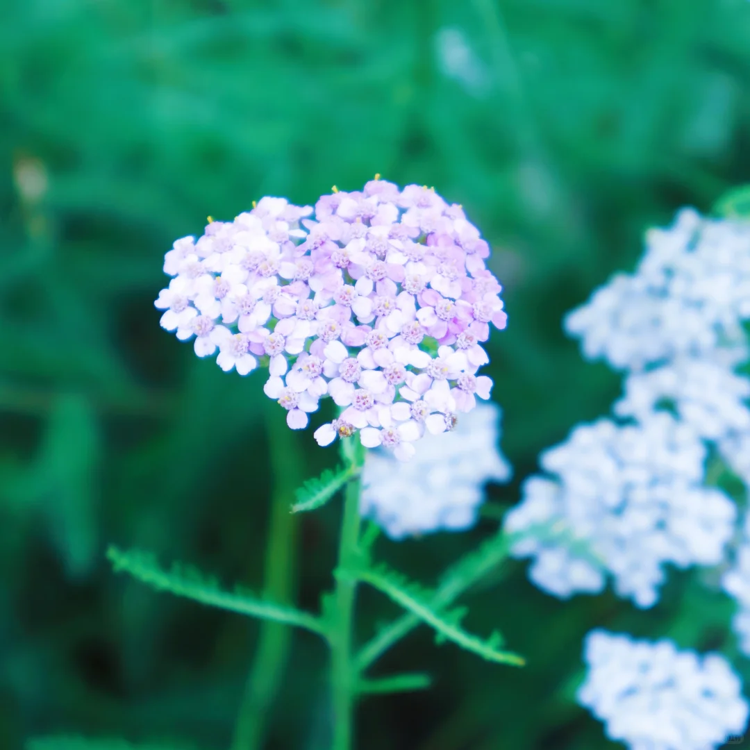 06.07鄞州公园小碎花~