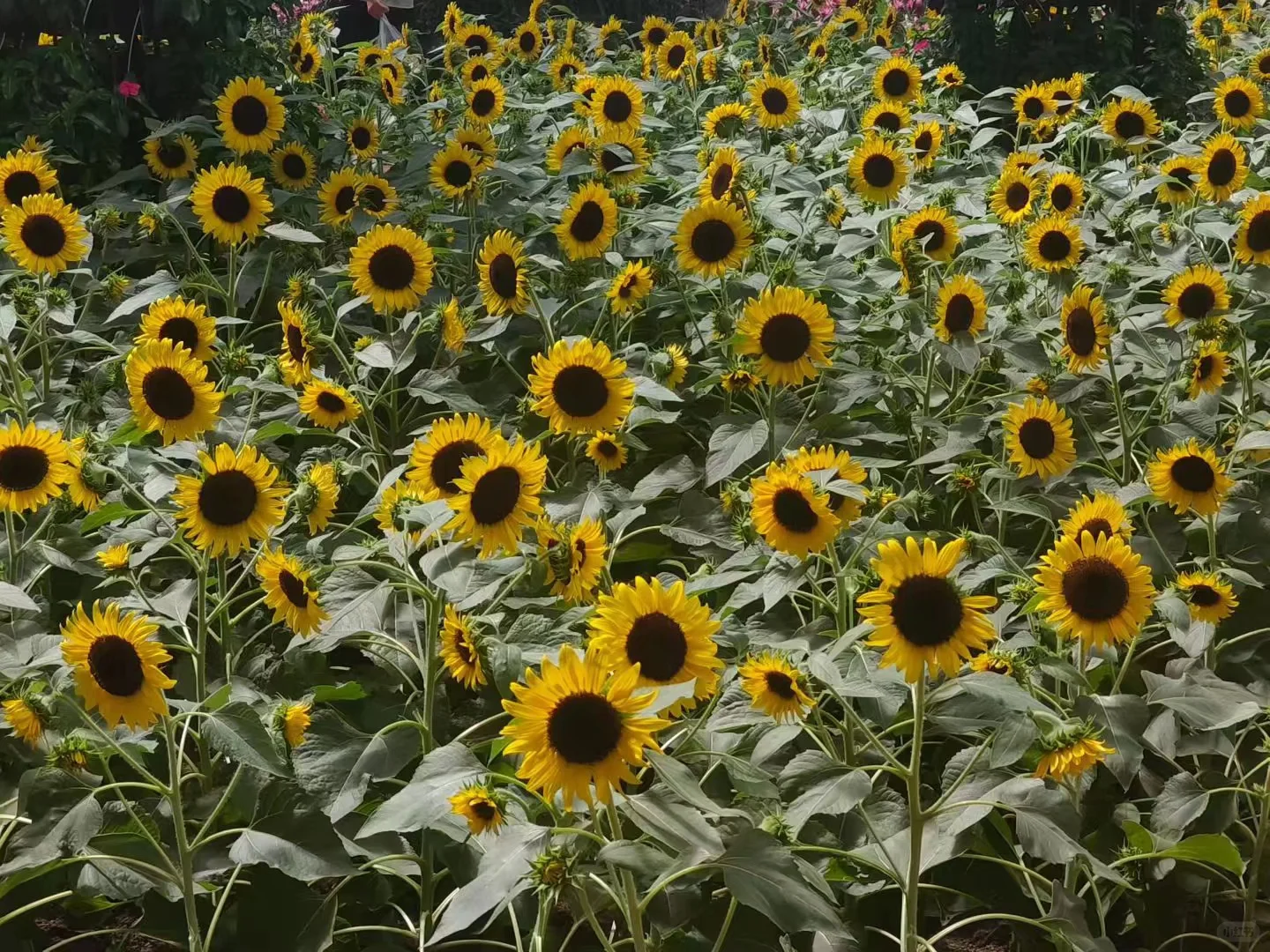 ?【2025长春农博会最新攻略】8月必打卡