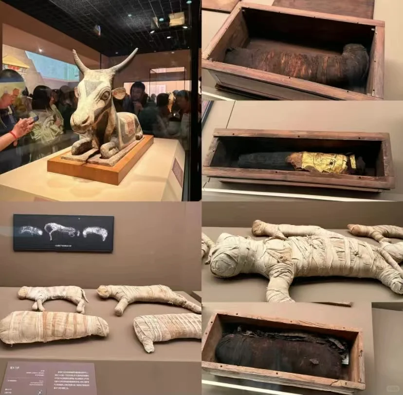 上博埃及展8.13闭幕，约不到票？看这里！