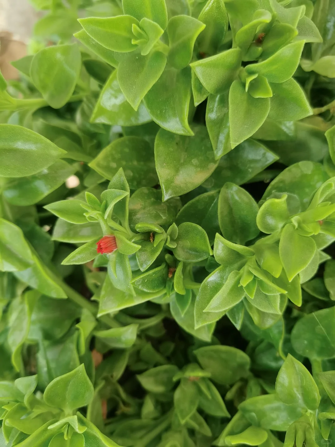 46岁了，单身还有人喜欢嘛？