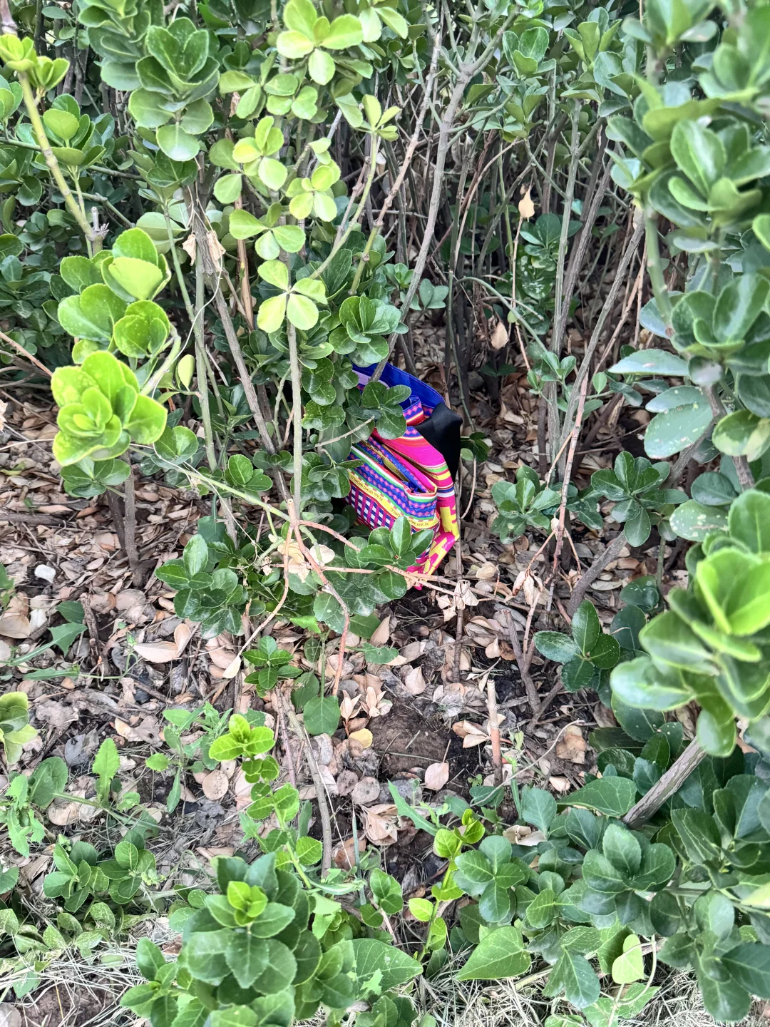 东方红广场自取