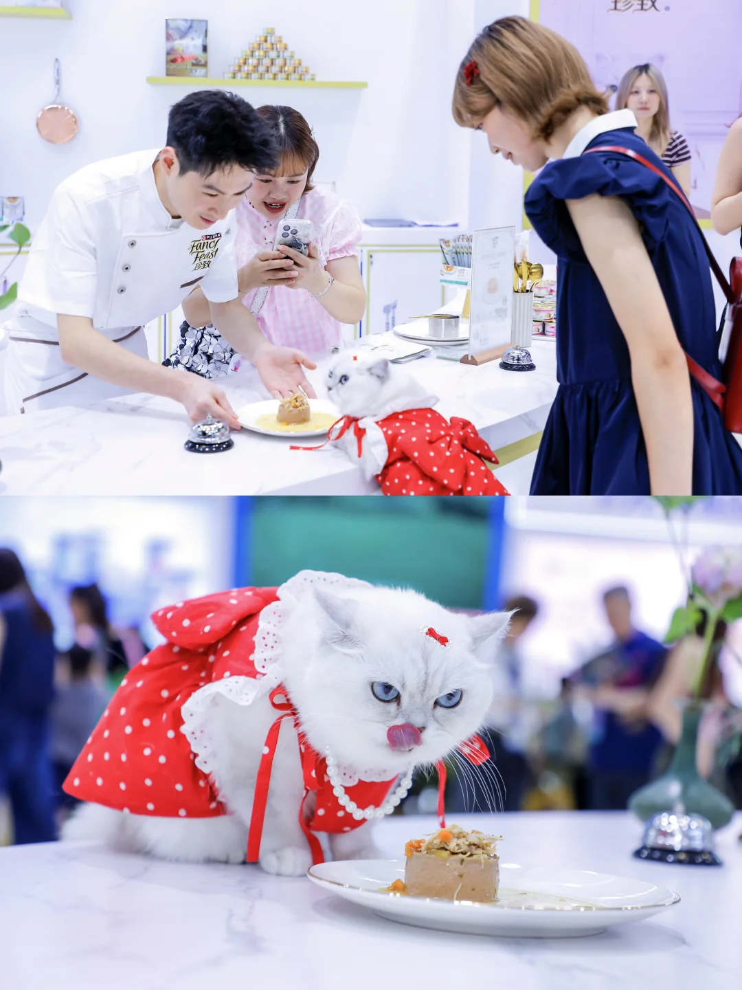 亚宠展必看保姆级逛展攻略❗️附?毛建议收藏