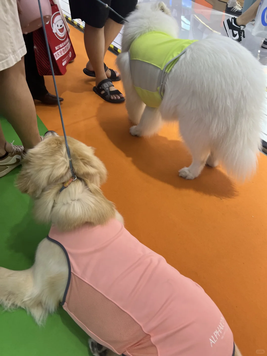 上海宠物展，今天开始啦