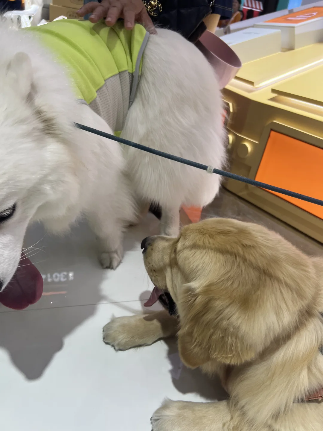 上海宠物展，今天开始啦