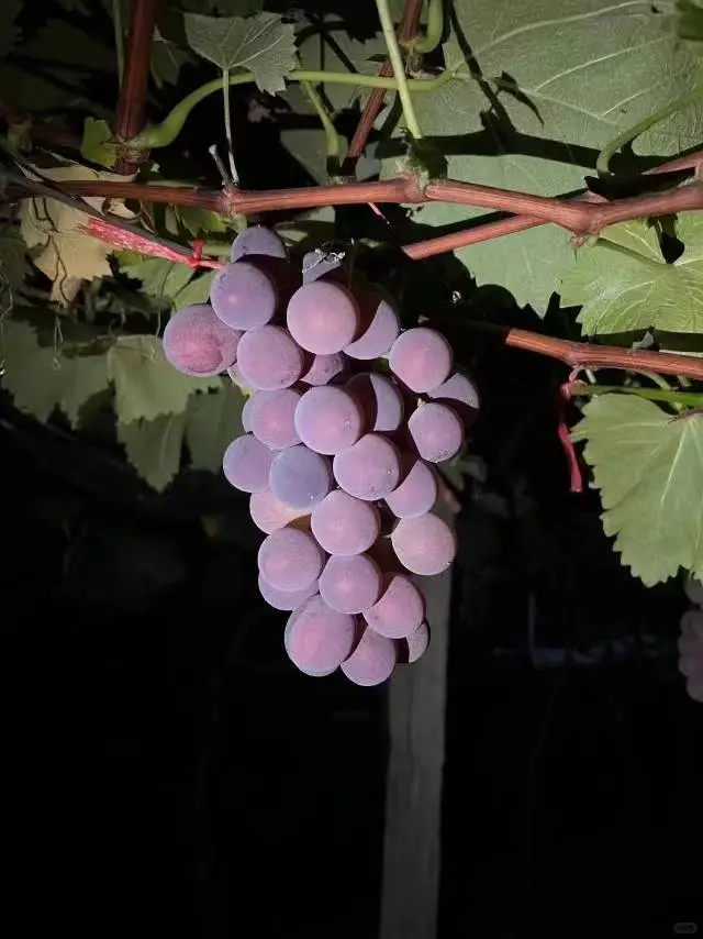 社区团购，你愿意选择全品类还是打爆单品