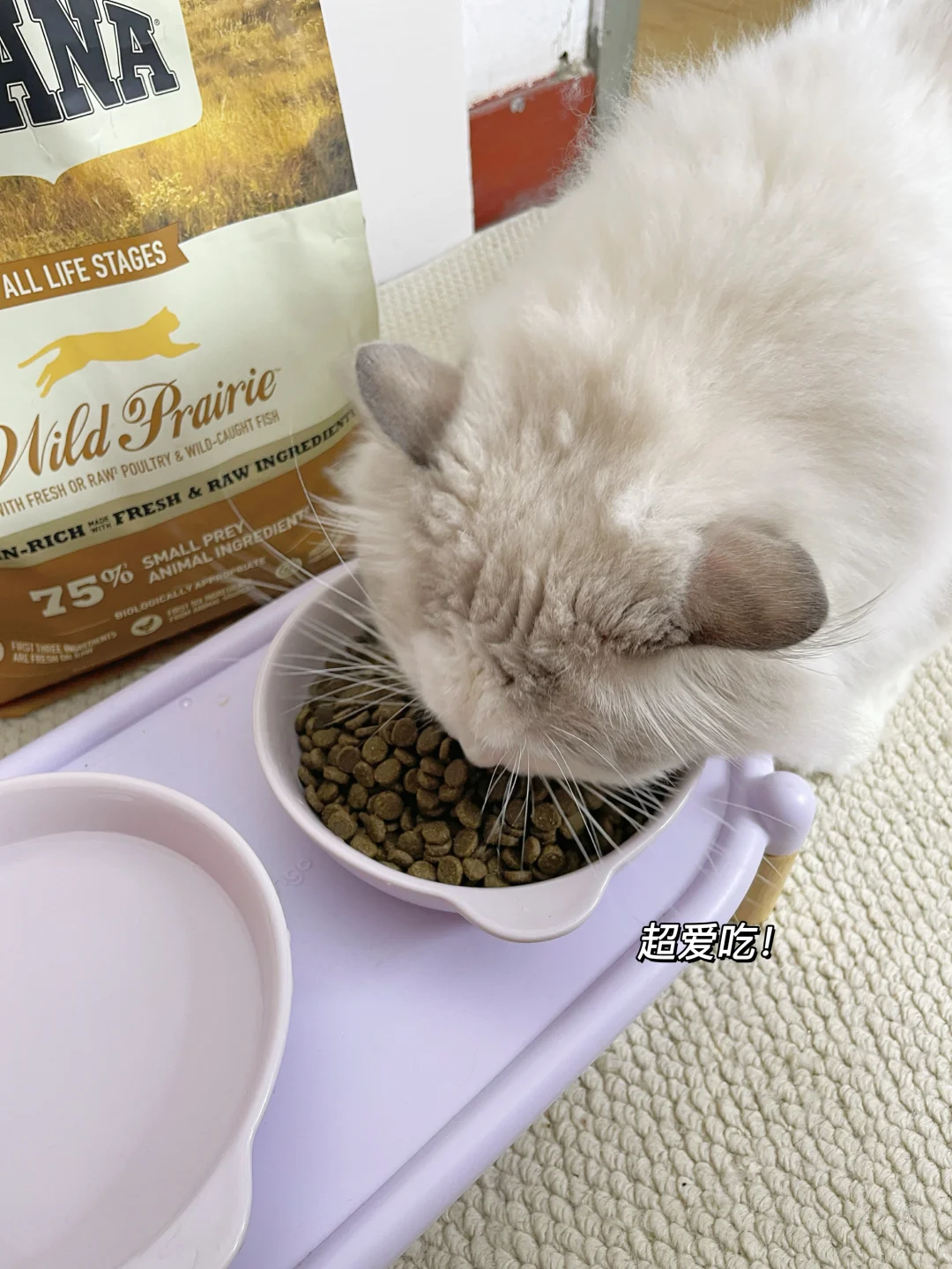 亚宠展?爱肯拿展位｜打卡薅羊毛超全指南