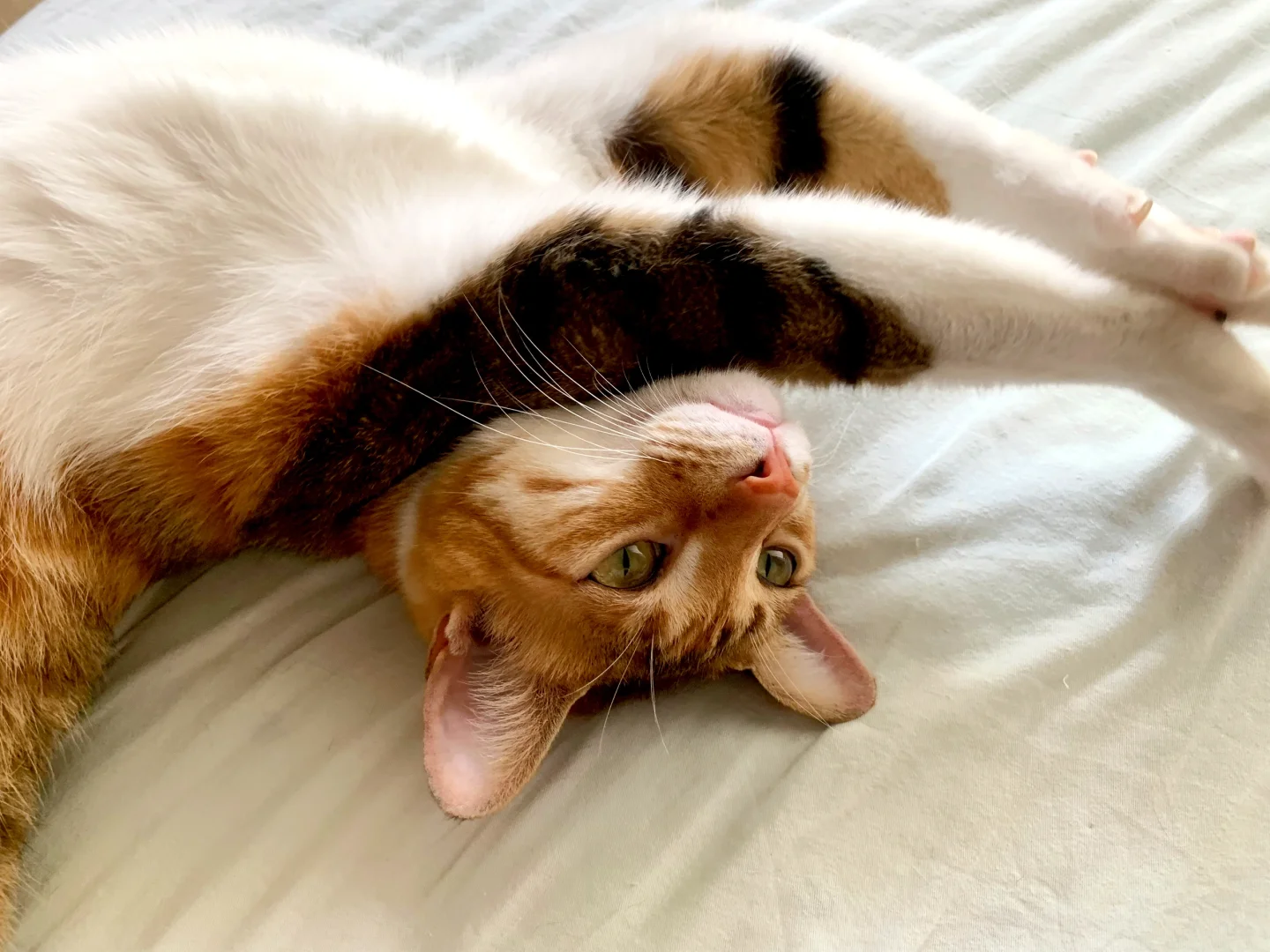 这谁能顶得住…