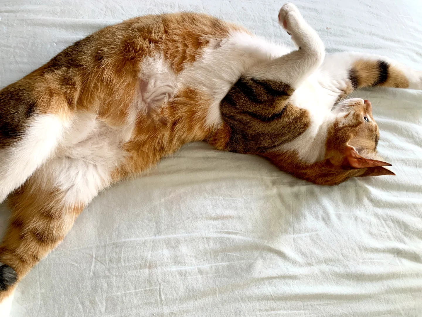 这谁能顶得住…