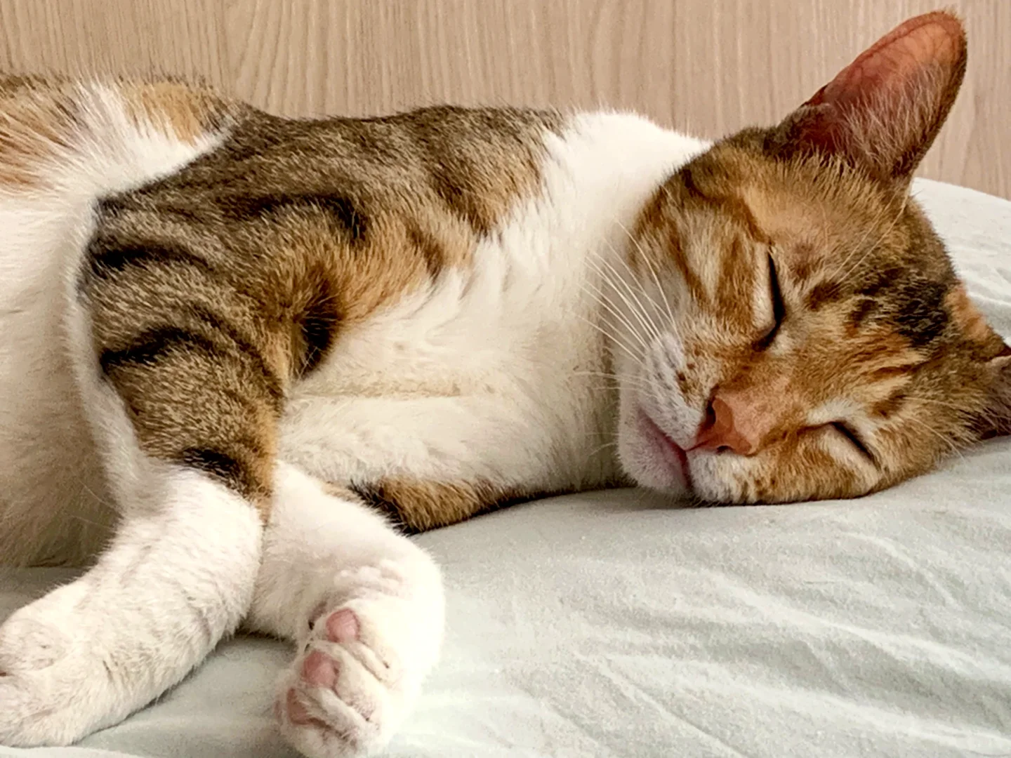 这谁能顶得住…