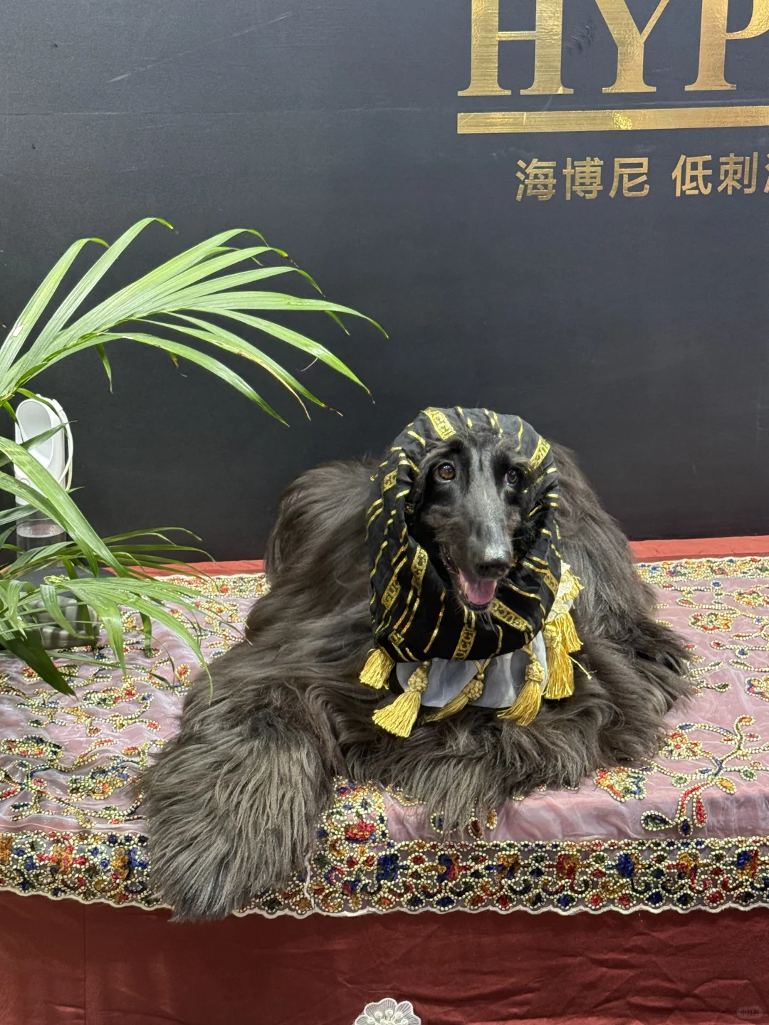 亚宠展DAY1太丰富啦