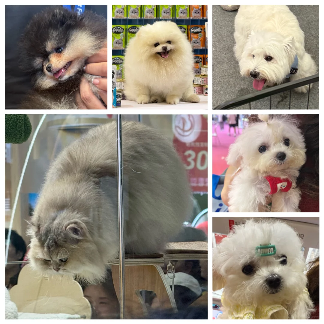 2025亚宠展一天战绩！?附攻略?