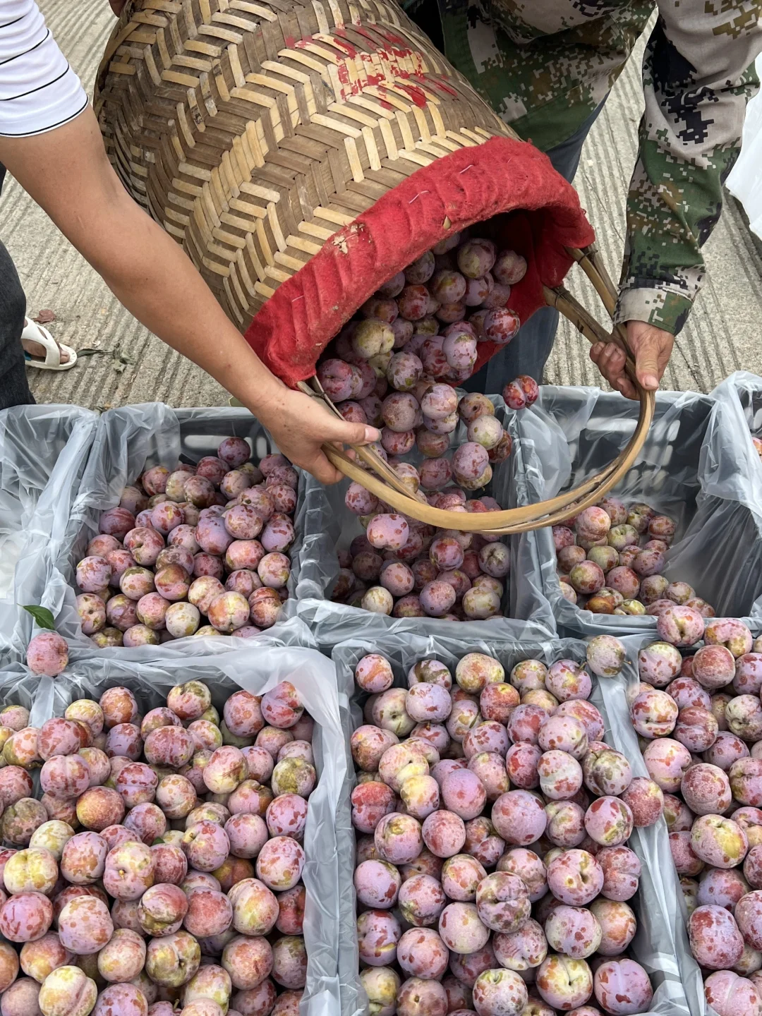 走进大山的农产品展销会！芙蓉李今年太便宜