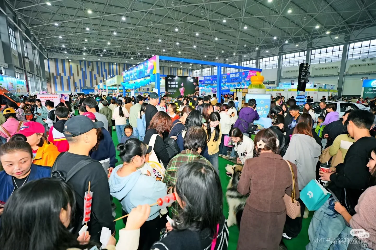 2025咖宠·中国（厦门）宠物博览会报名中…