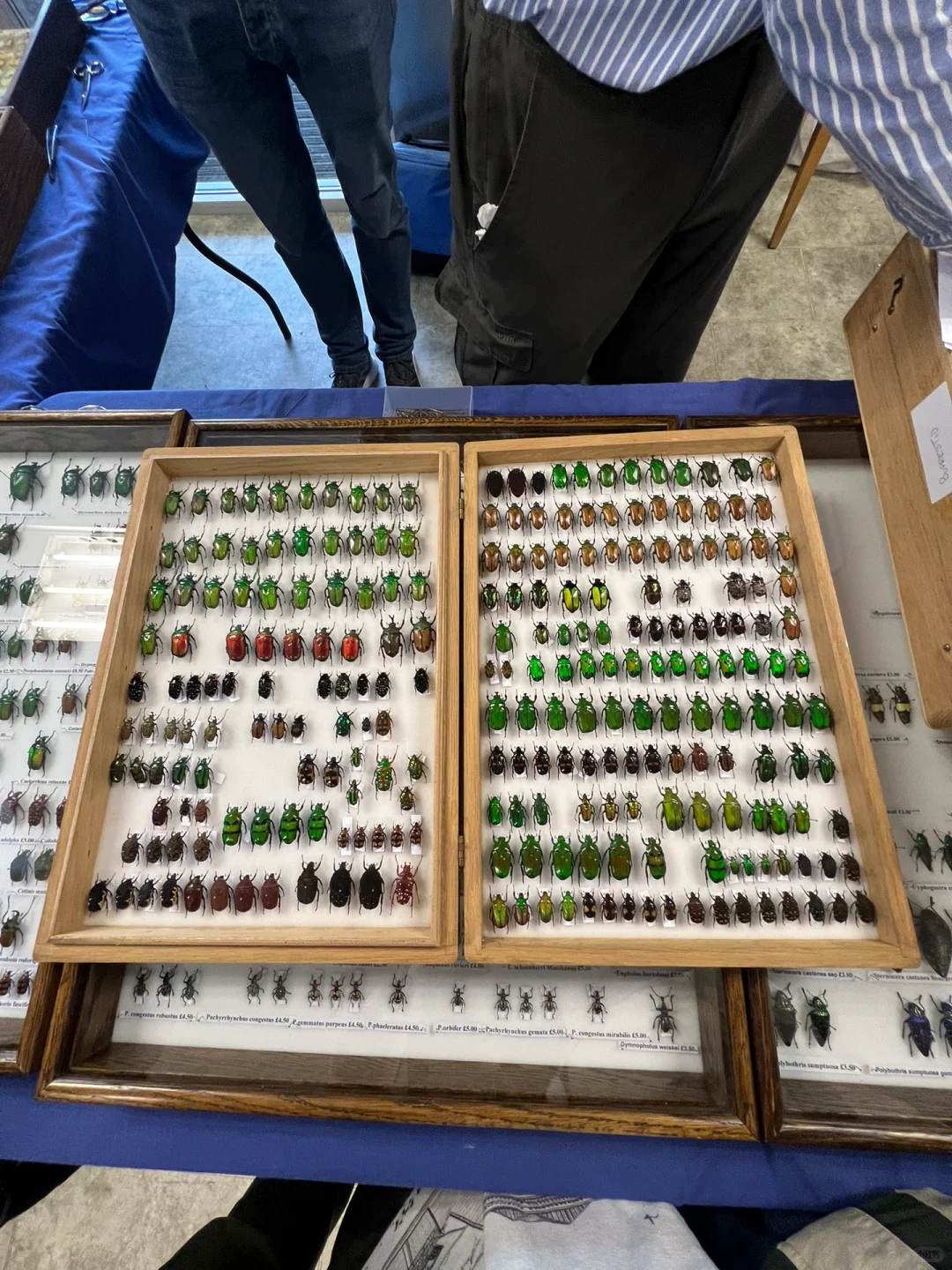 英国伦敦昆虫学展会