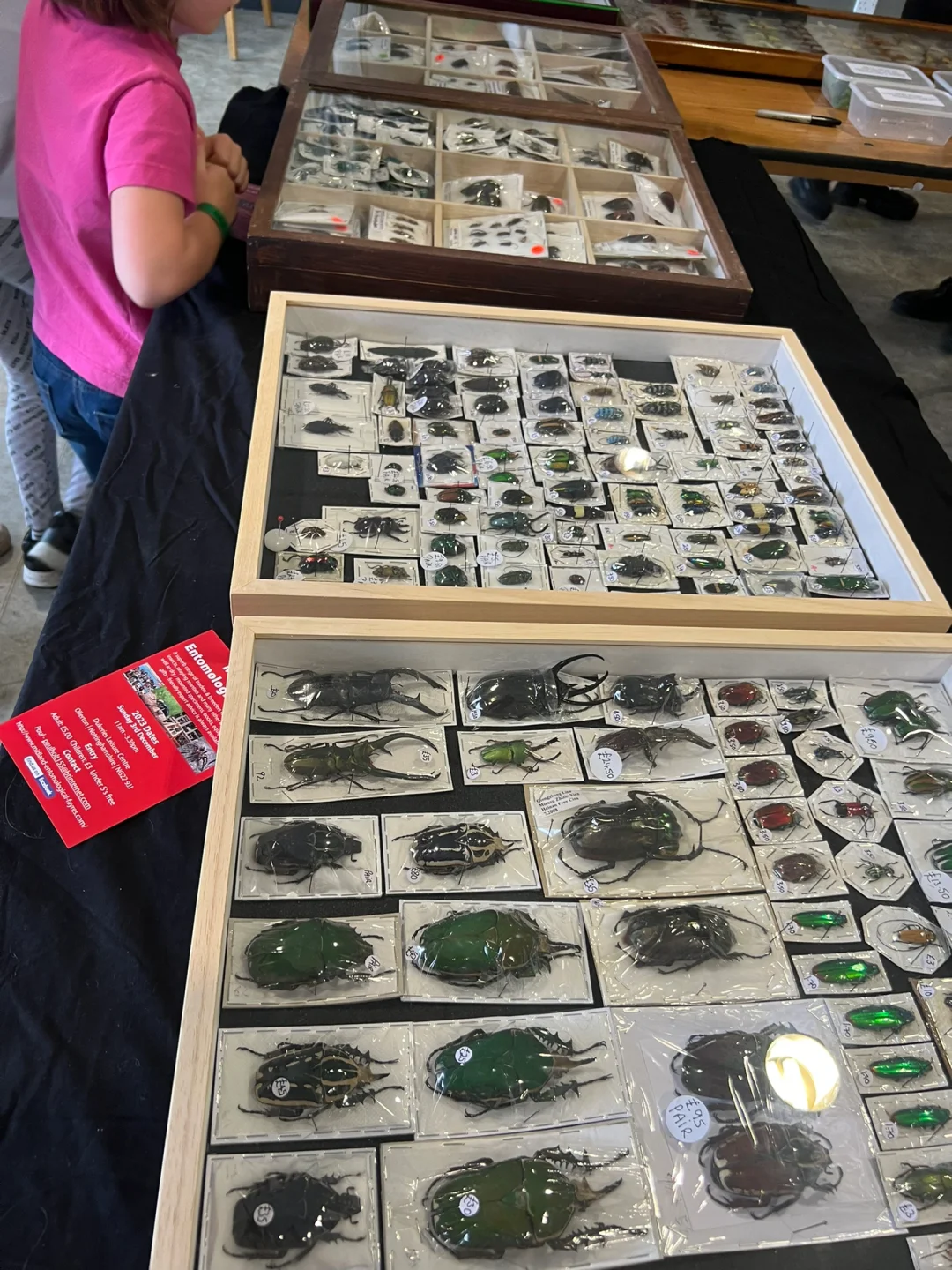 英国伦敦昆虫学展会