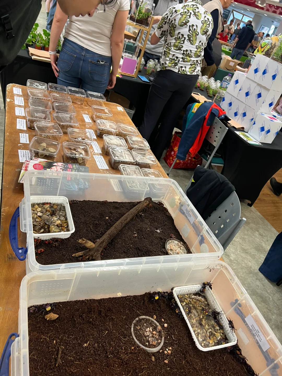 英国伦敦昆虫学展会