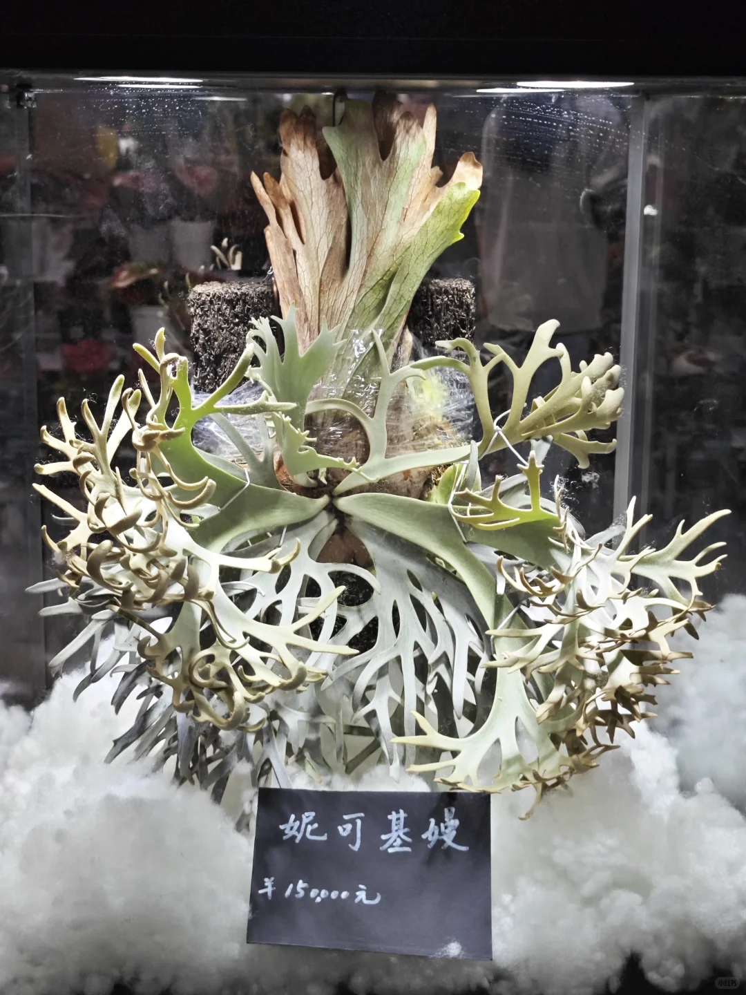 逛热植展就是有种太监逛青楼的无力感