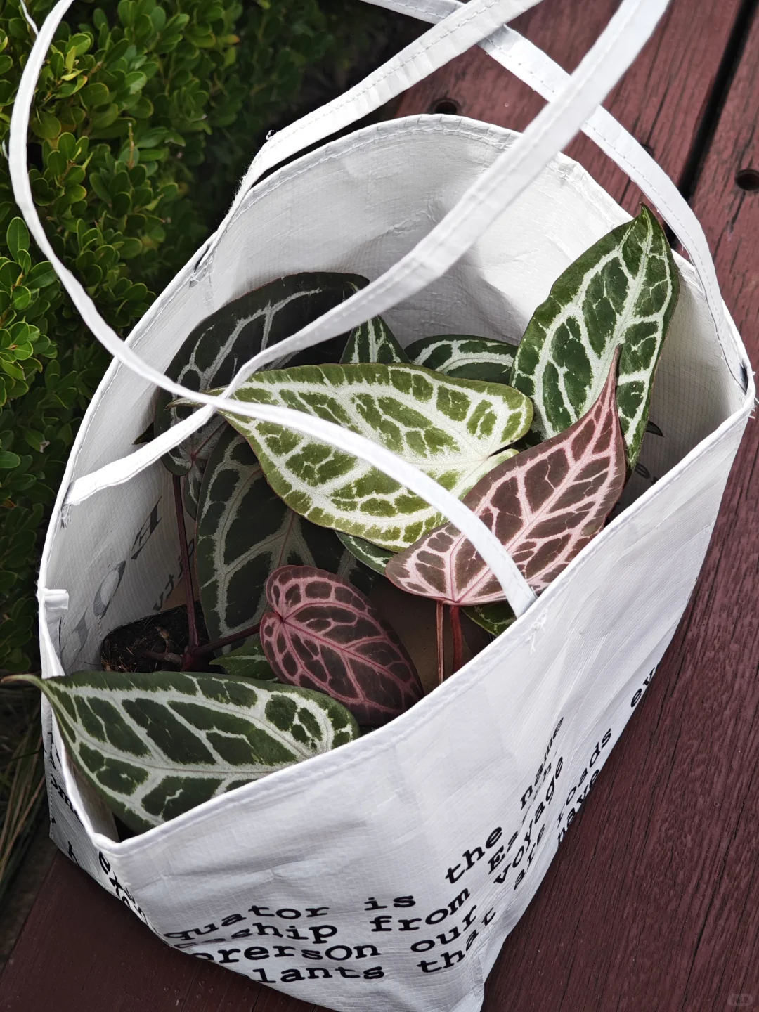 逛热植展就是有种太监逛青楼的无力感