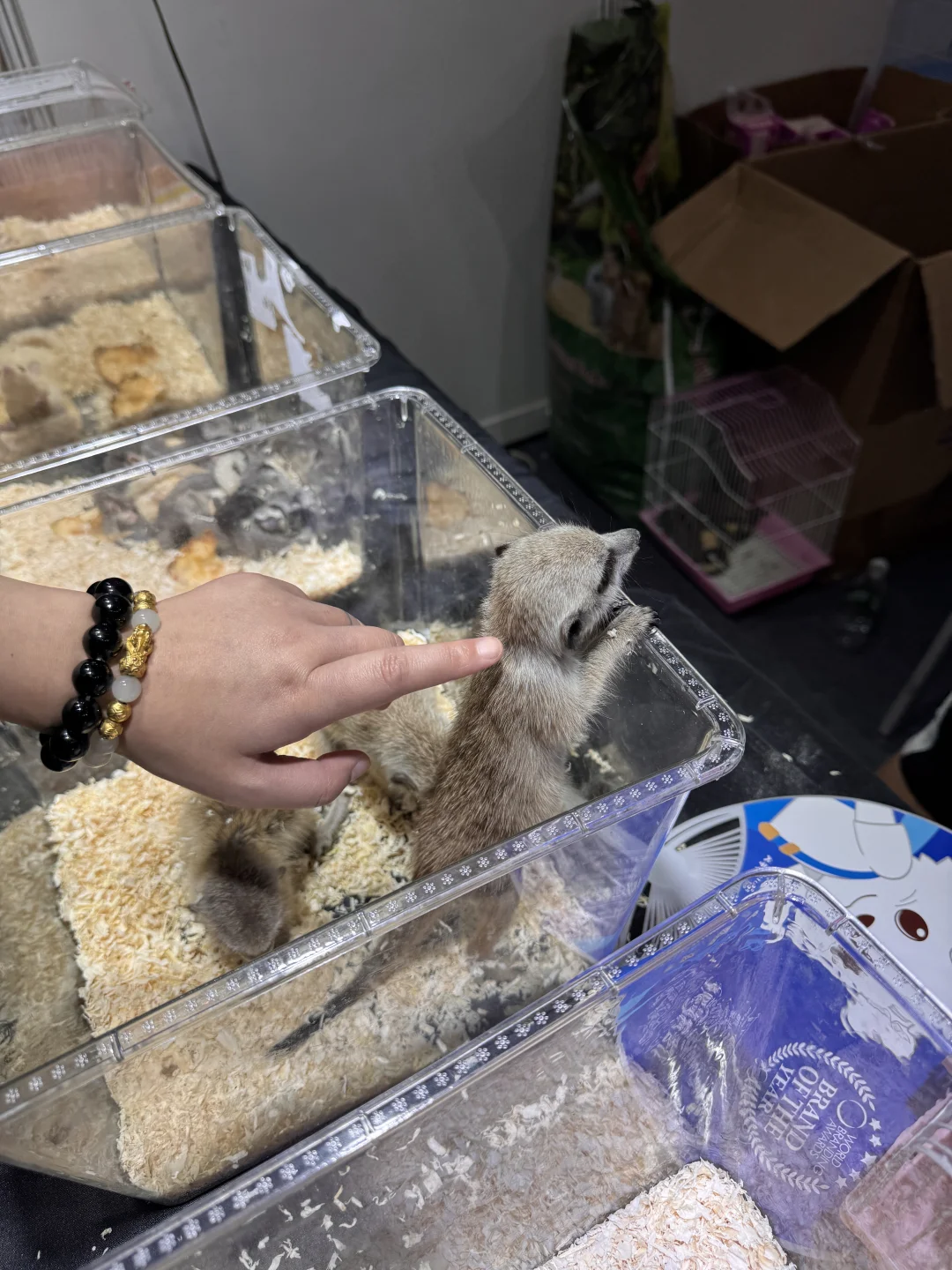 成都宠博会|周末逛展攻略!给毛孩子薅羊毛