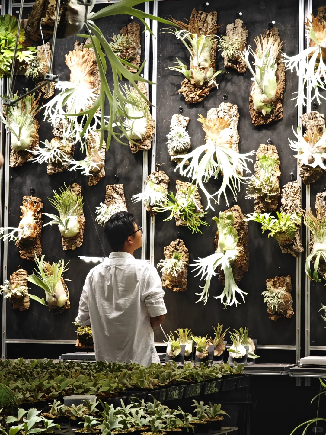 逛热植展就是有种太监逛青楼的无力感