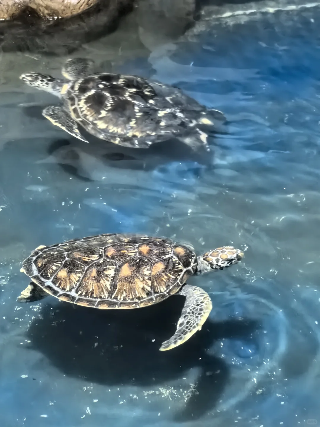 邯郸｜早知道有海底世界还去什么三亚?