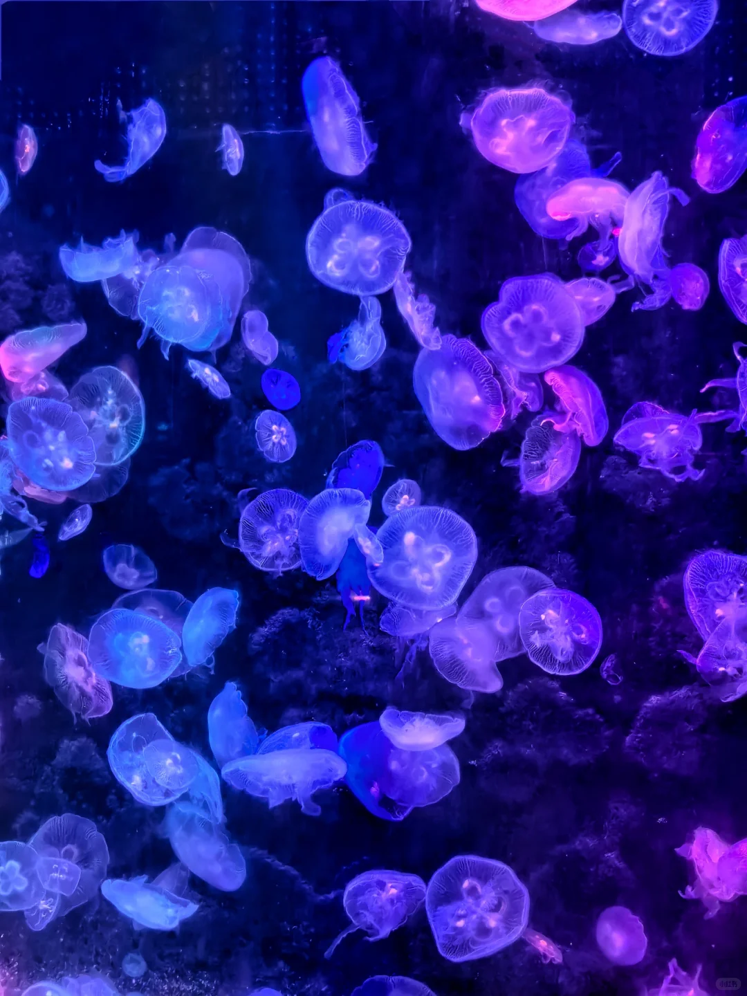 邯郸｜早知道有海底世界还去什么三亚?