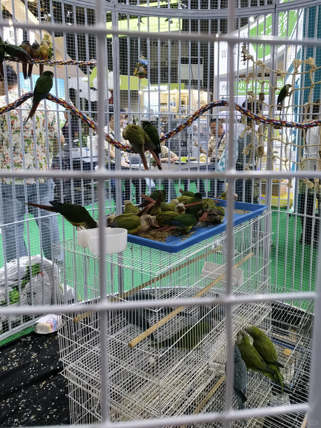 亚宠展盛世，如你所愿否？