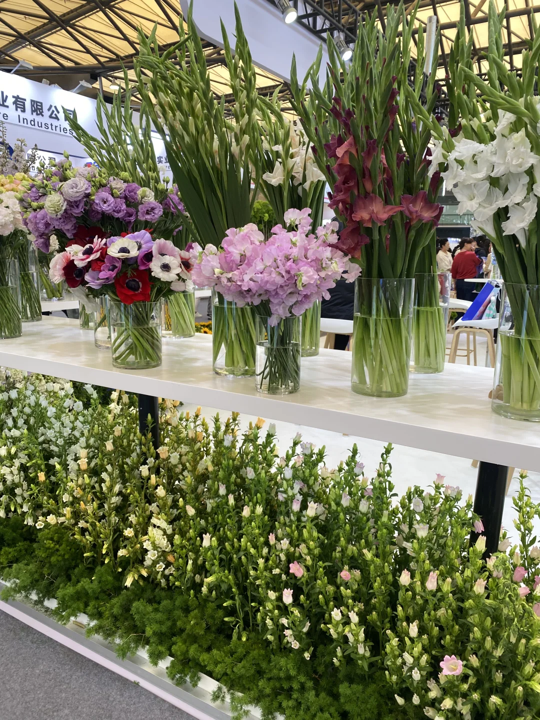 国际花卉园艺展归来