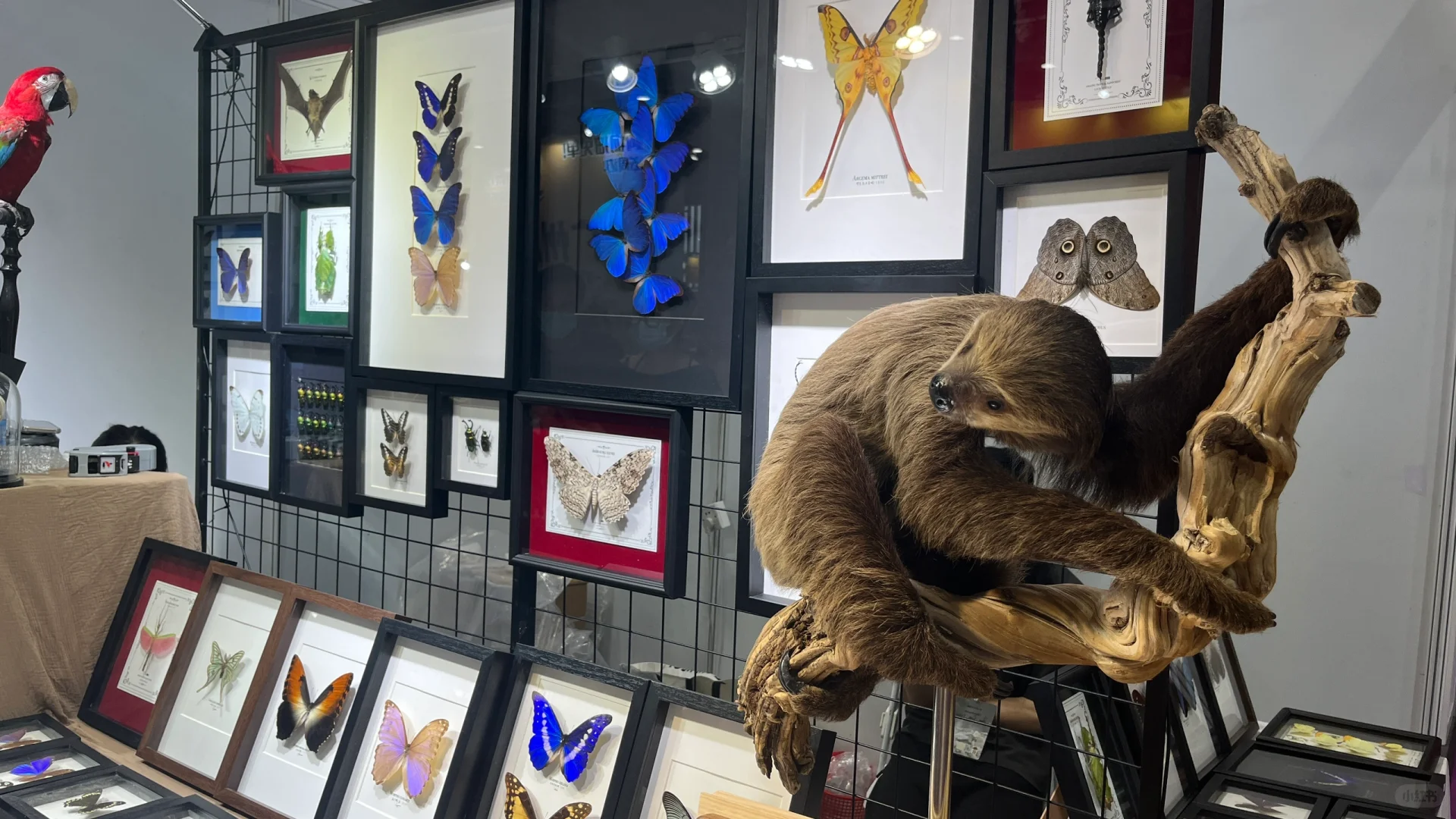 2025年广州潮宠展薅羊毛攻略