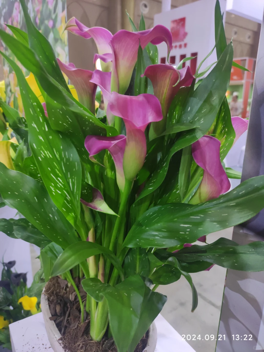 滇池会展中心的花卉展览