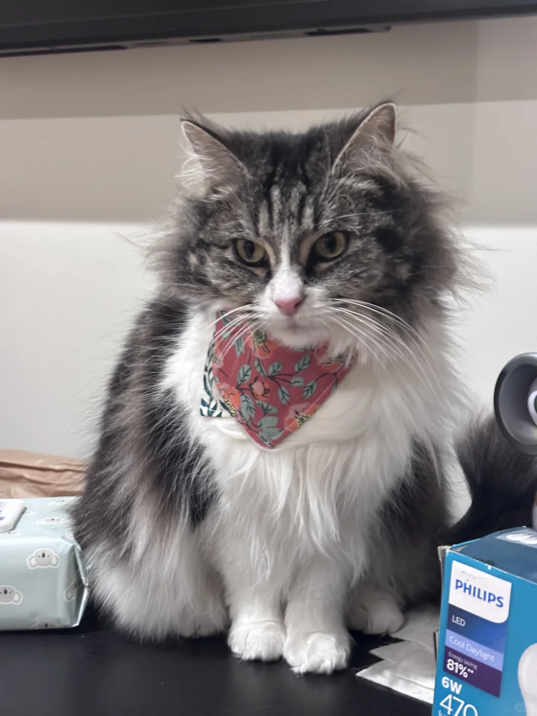 墨尔本90后失业少妇的缝纫大业