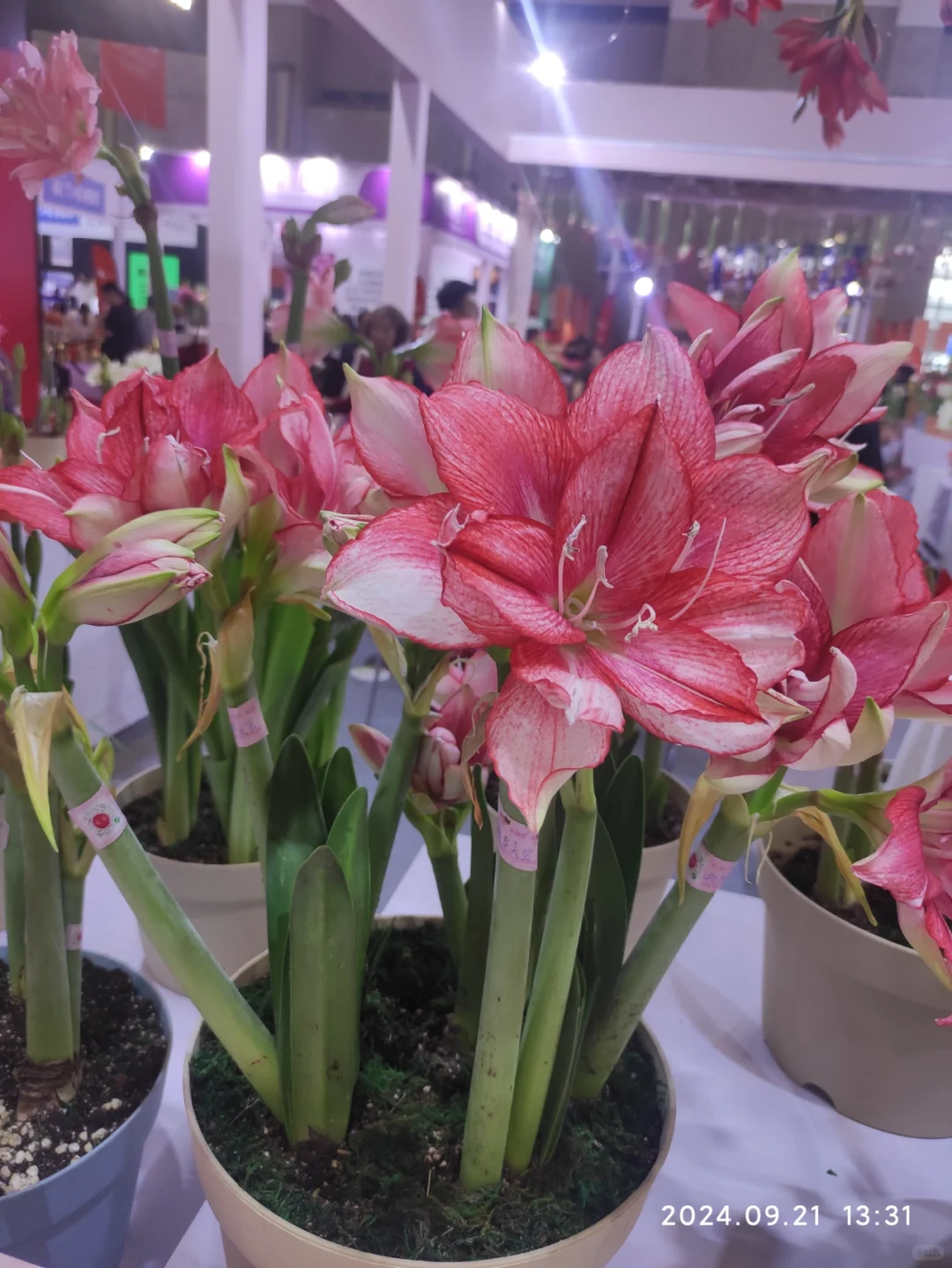 滇池会展中心的花卉展览