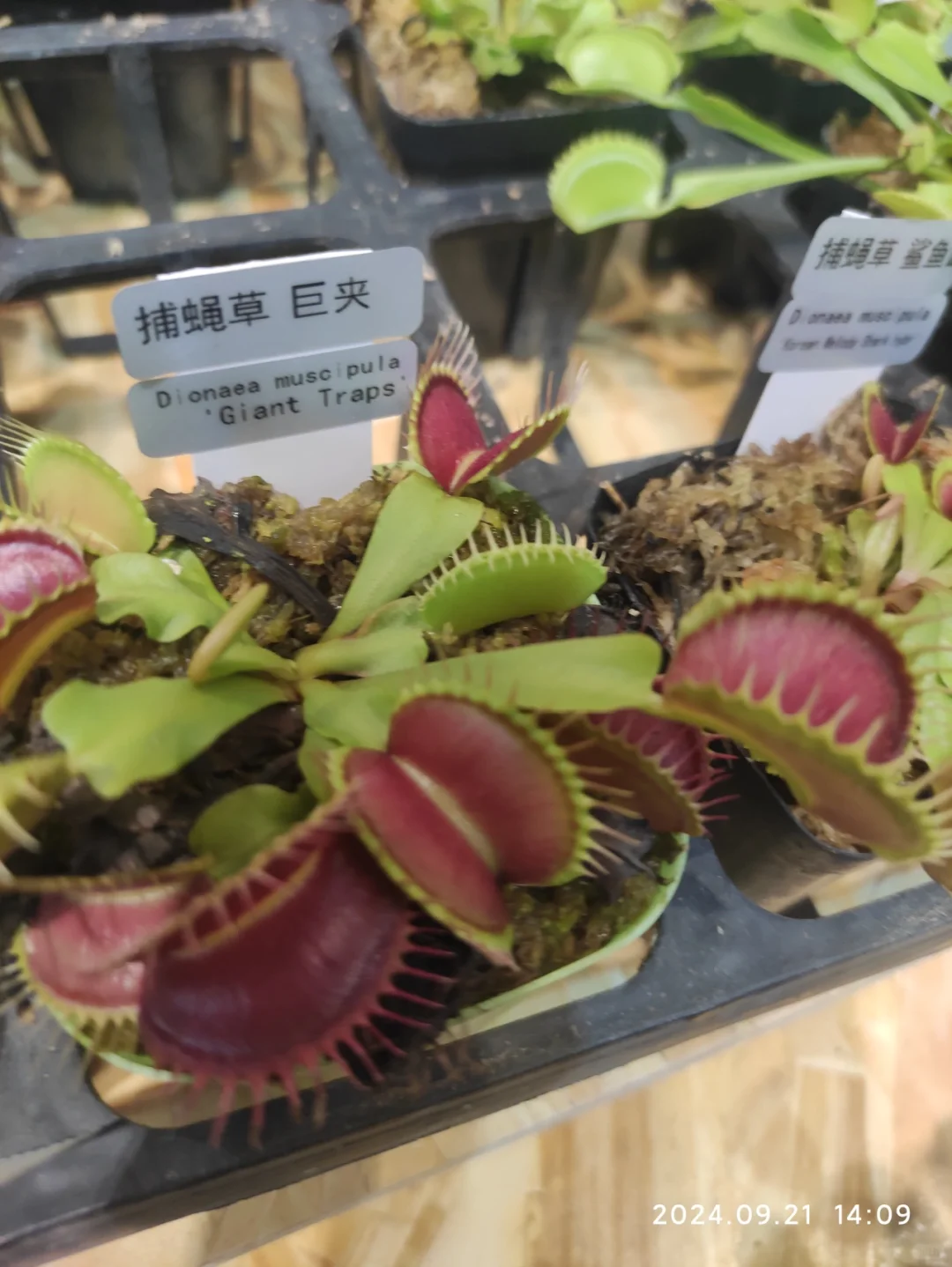 滇池会展中心的花卉展览