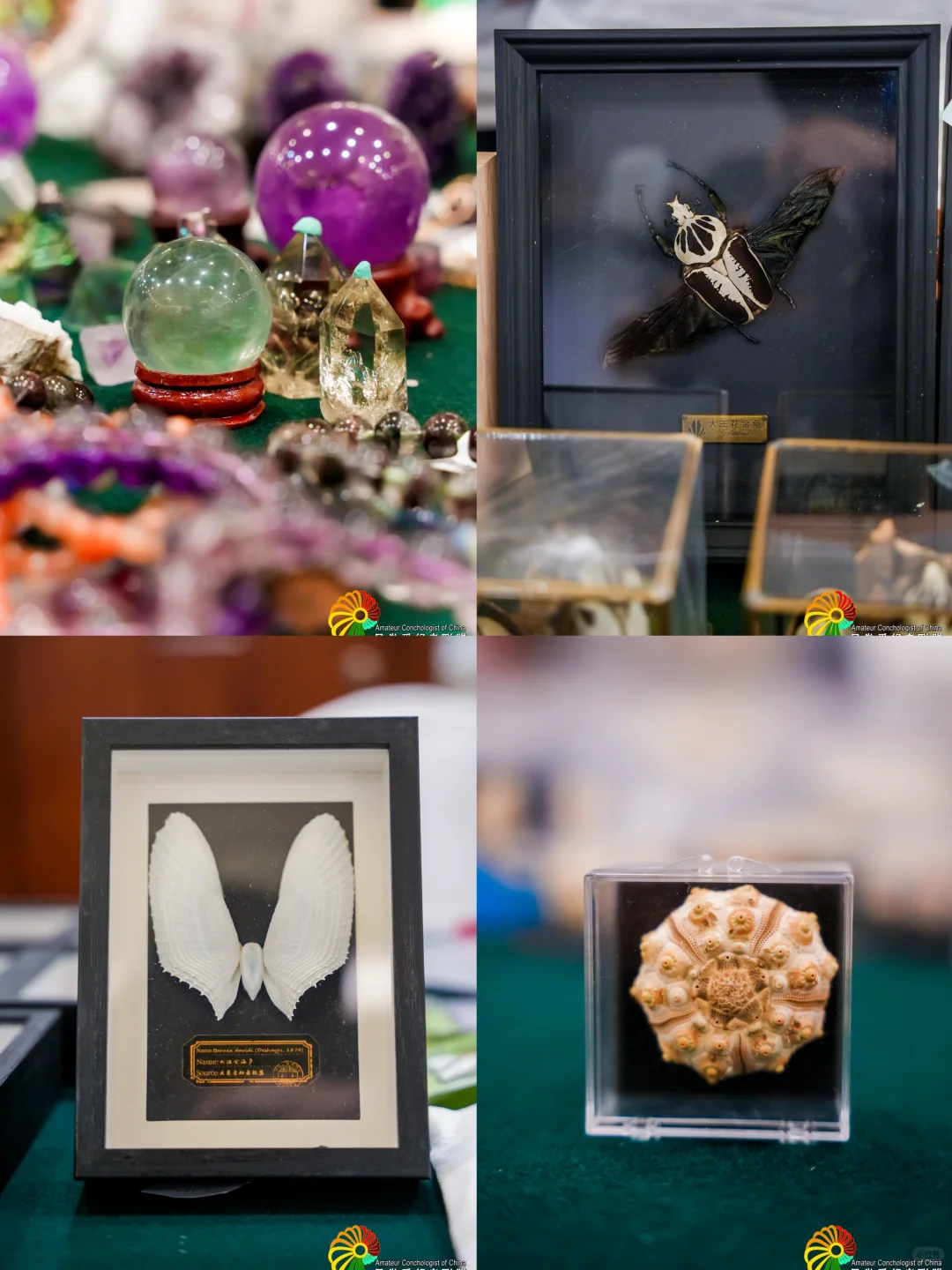 （北京）10月超好逛！贝壳主题市集来了！?