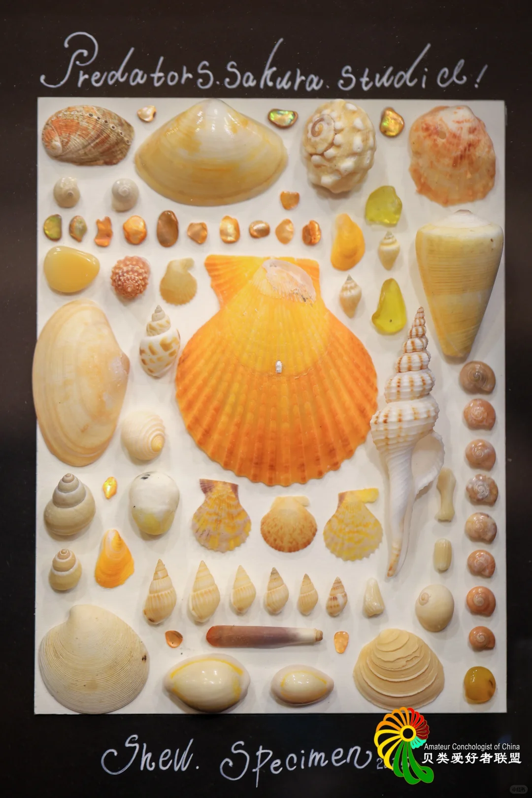 终于等到你~十一假期 国际贝展空降北京