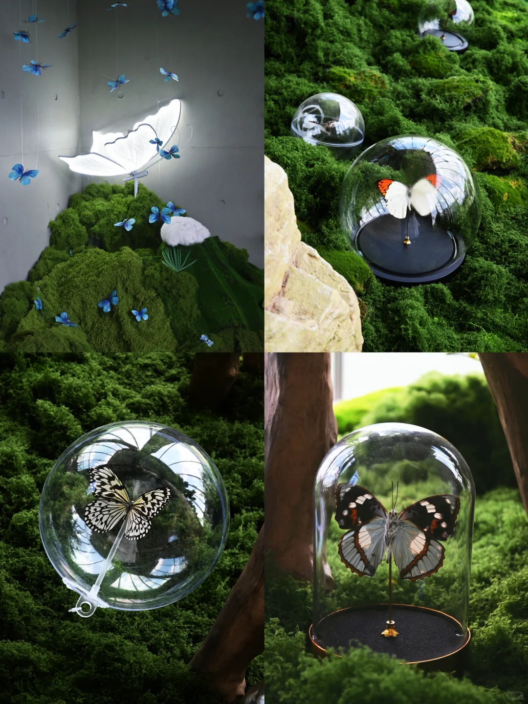 深圳免费新展｜拍照绝美的蝴蝶?艺术展！