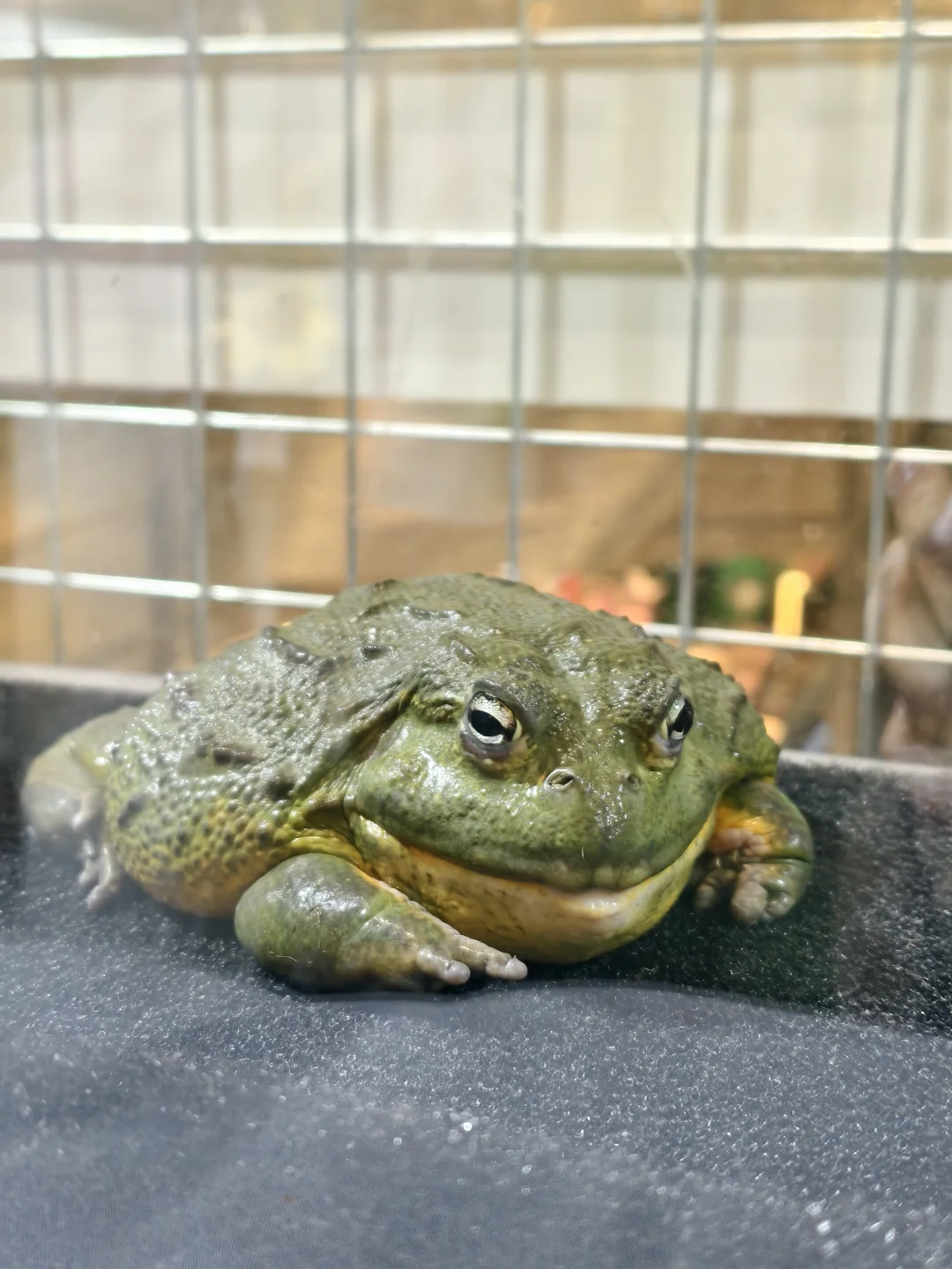 绿植人狂喜?星寰广场植宠爬友嘉年华