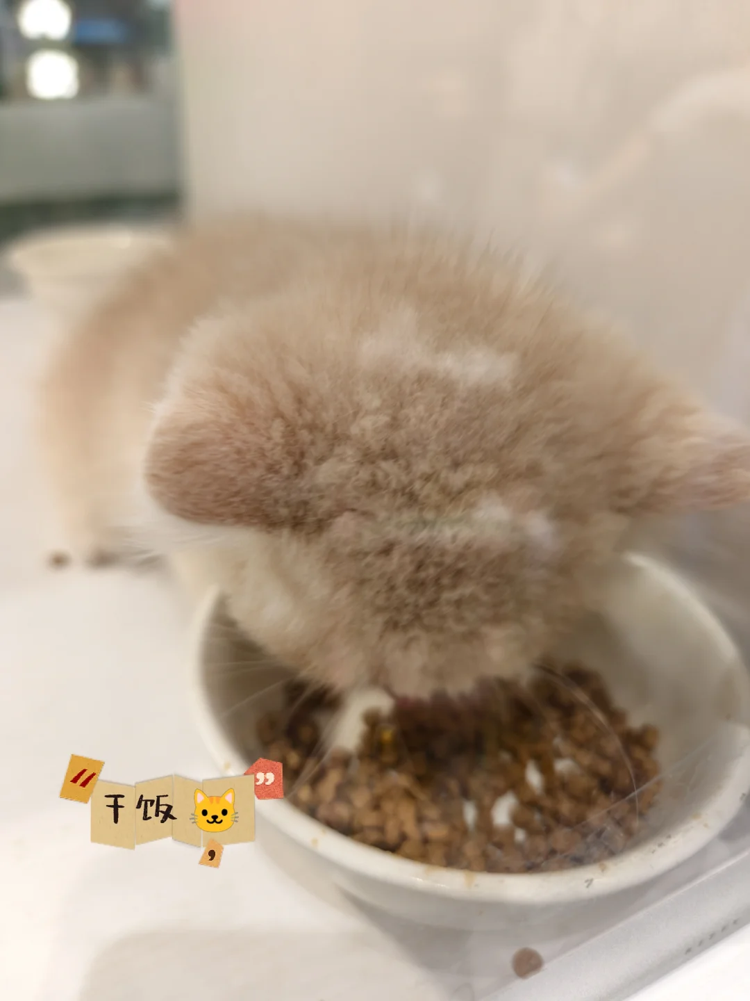 绿植人狂喜?星寰广场植宠爬友嘉年华