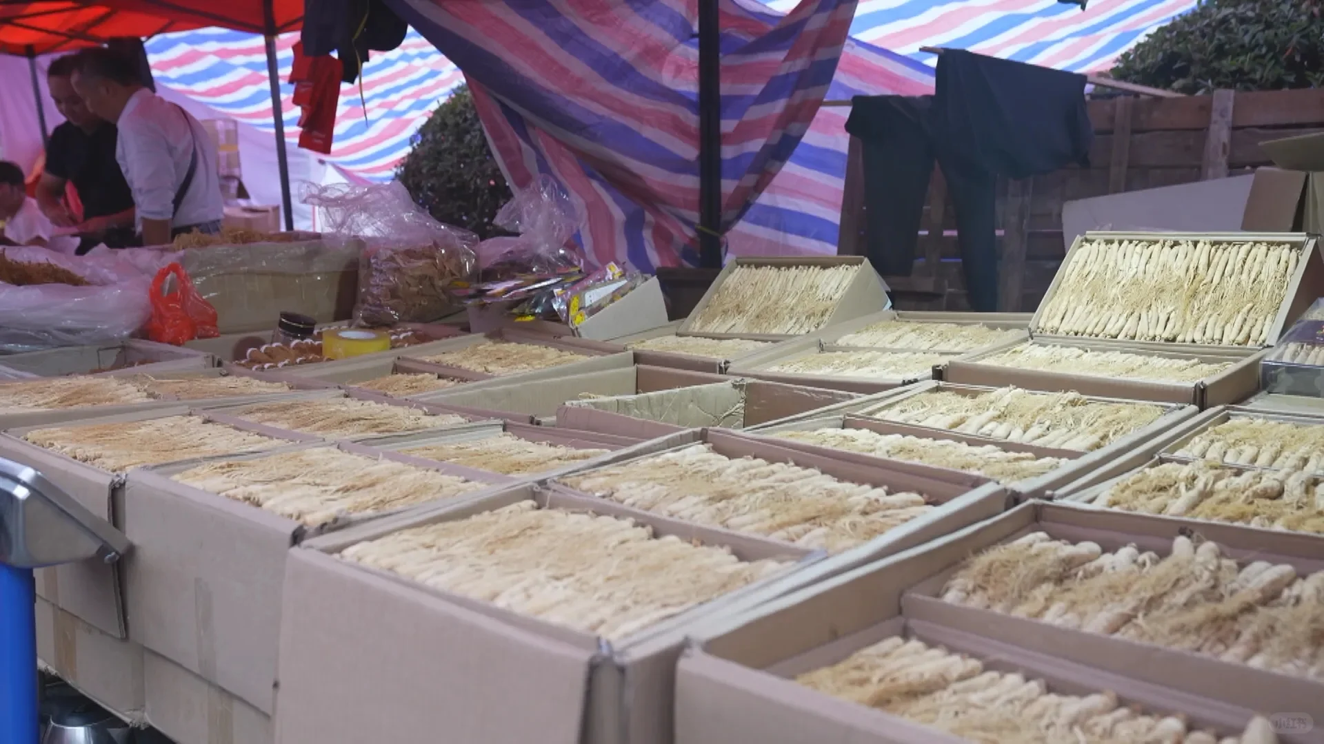 金秋十月千年药都再续华章