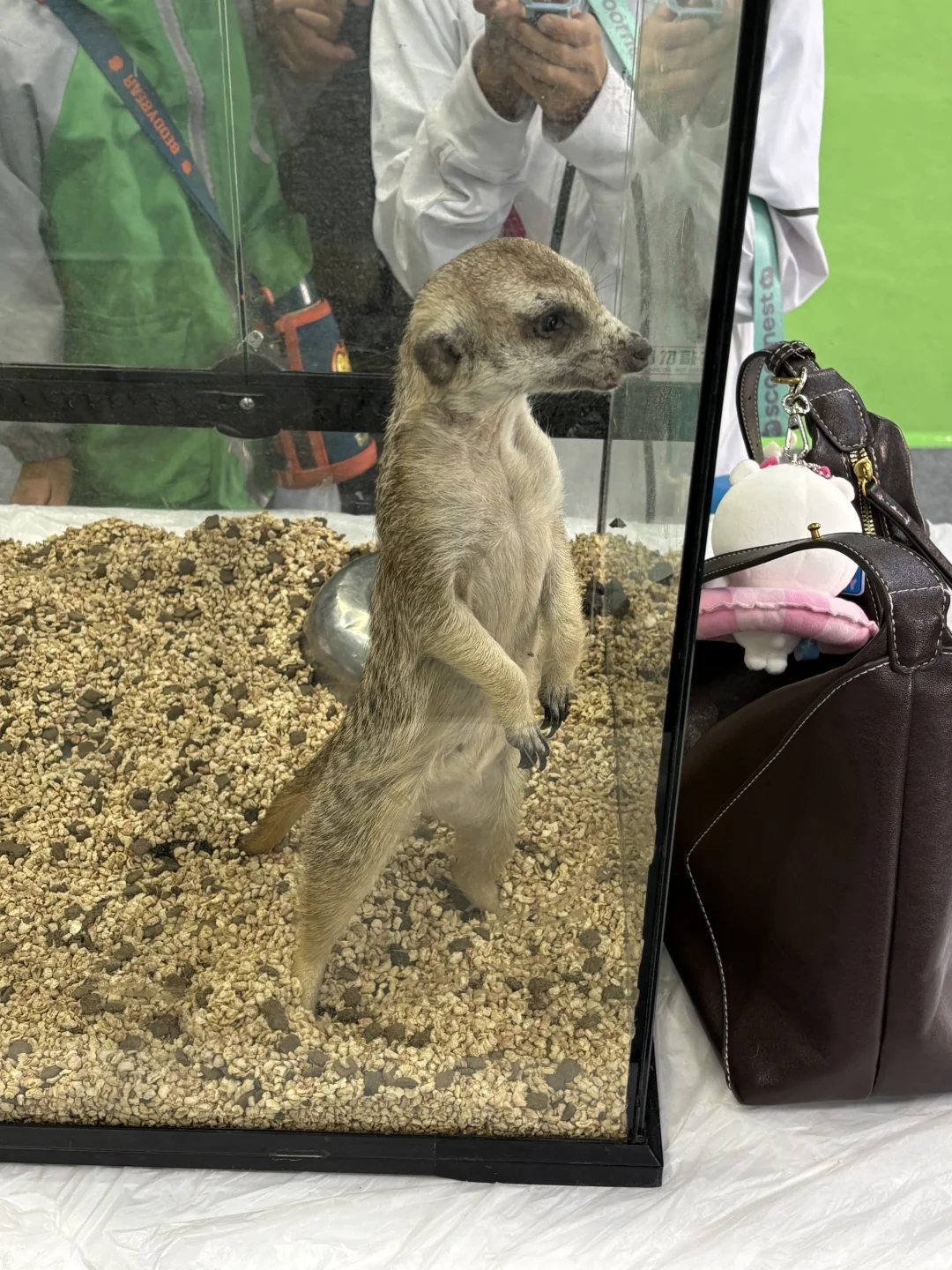 呼和浩特宠物展