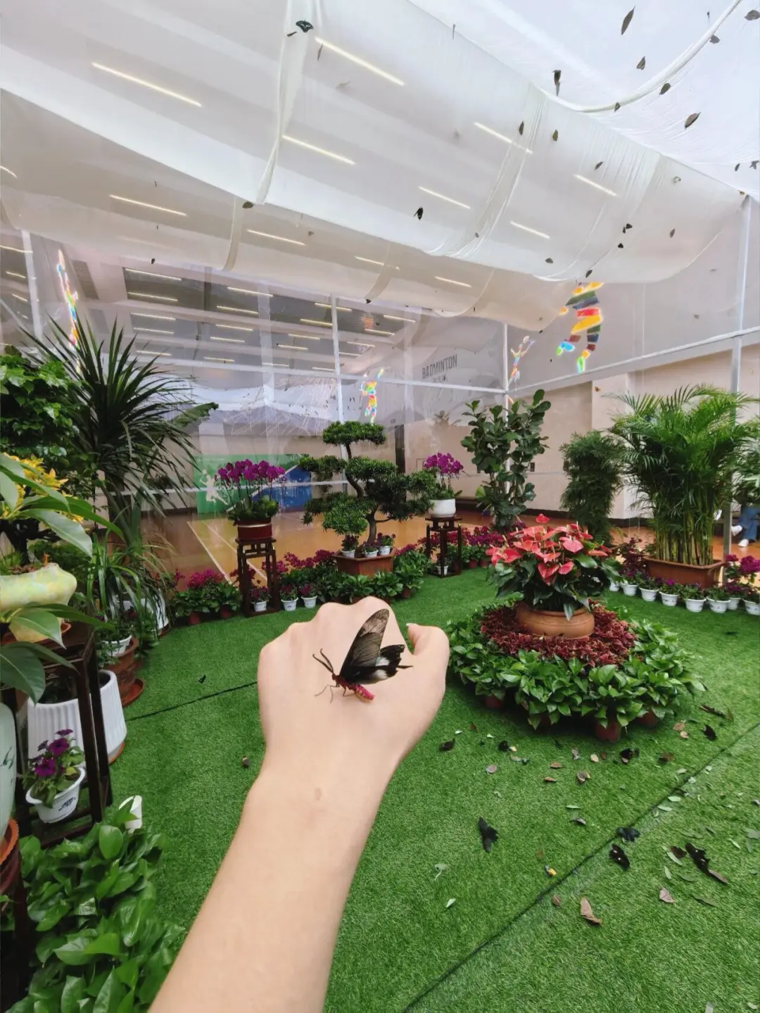 邯郸！拍照超出片！真蝴蝶?花房！