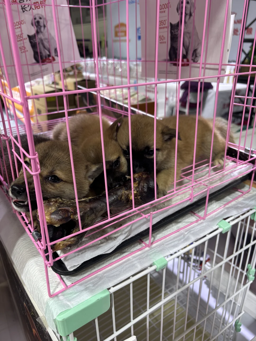 呼和浩特宠物展