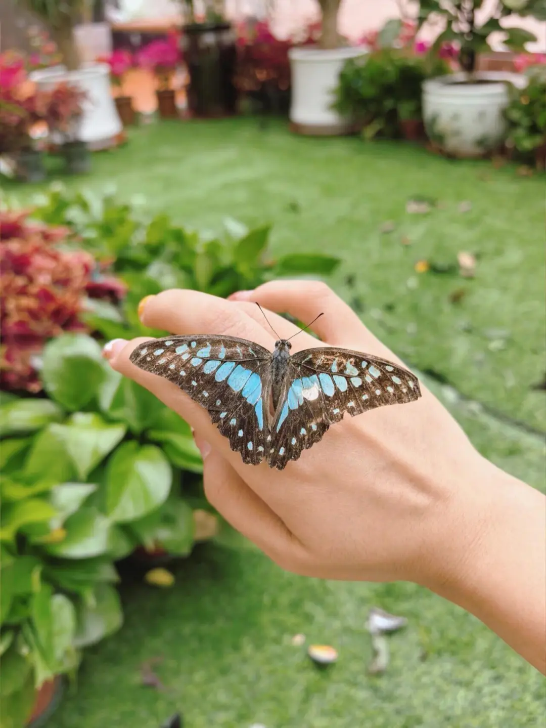 邯郸！拍照超出片！真蝴蝶?花房！