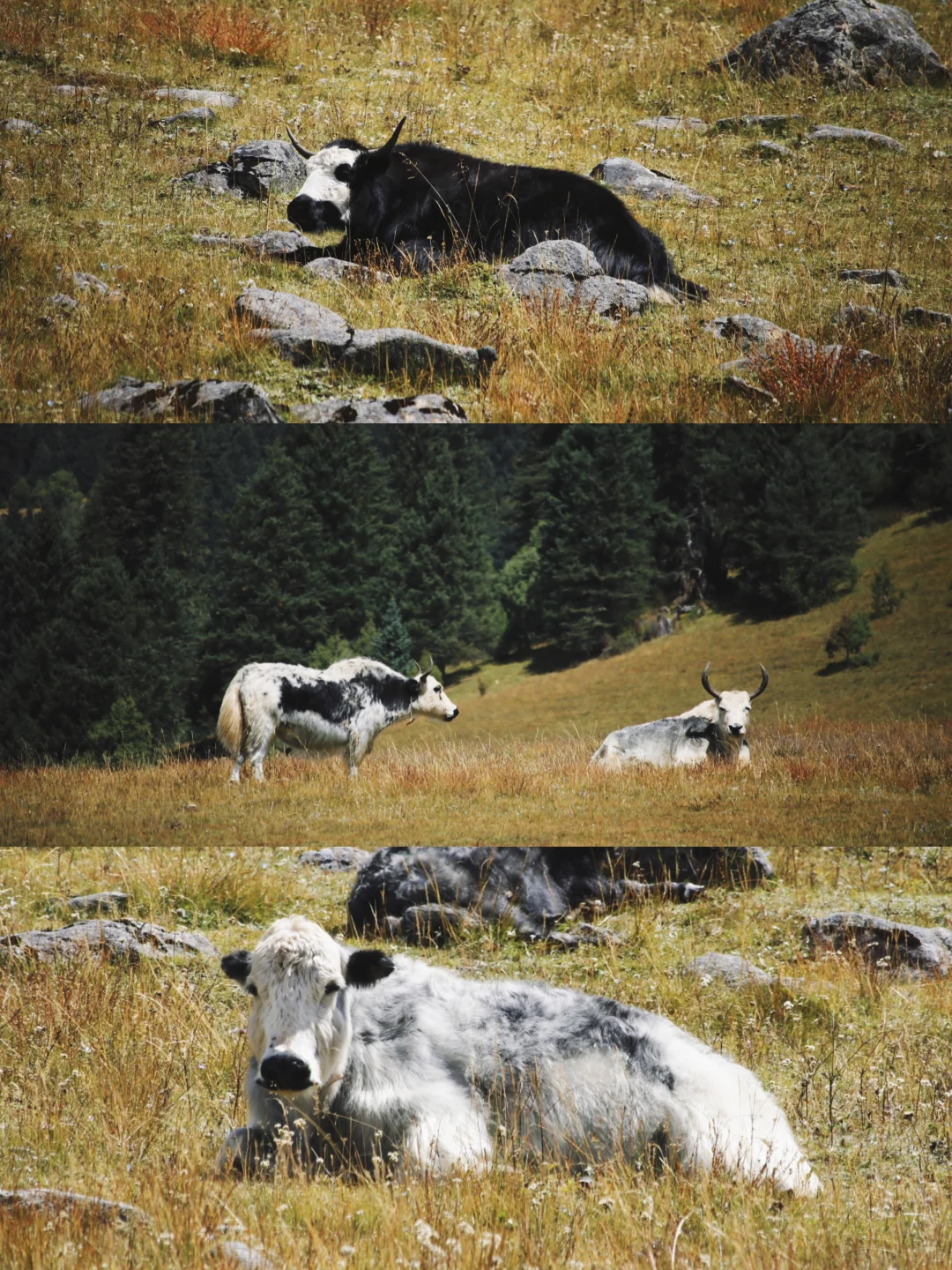 成都—甘孜小众路线,反向游不堵车
