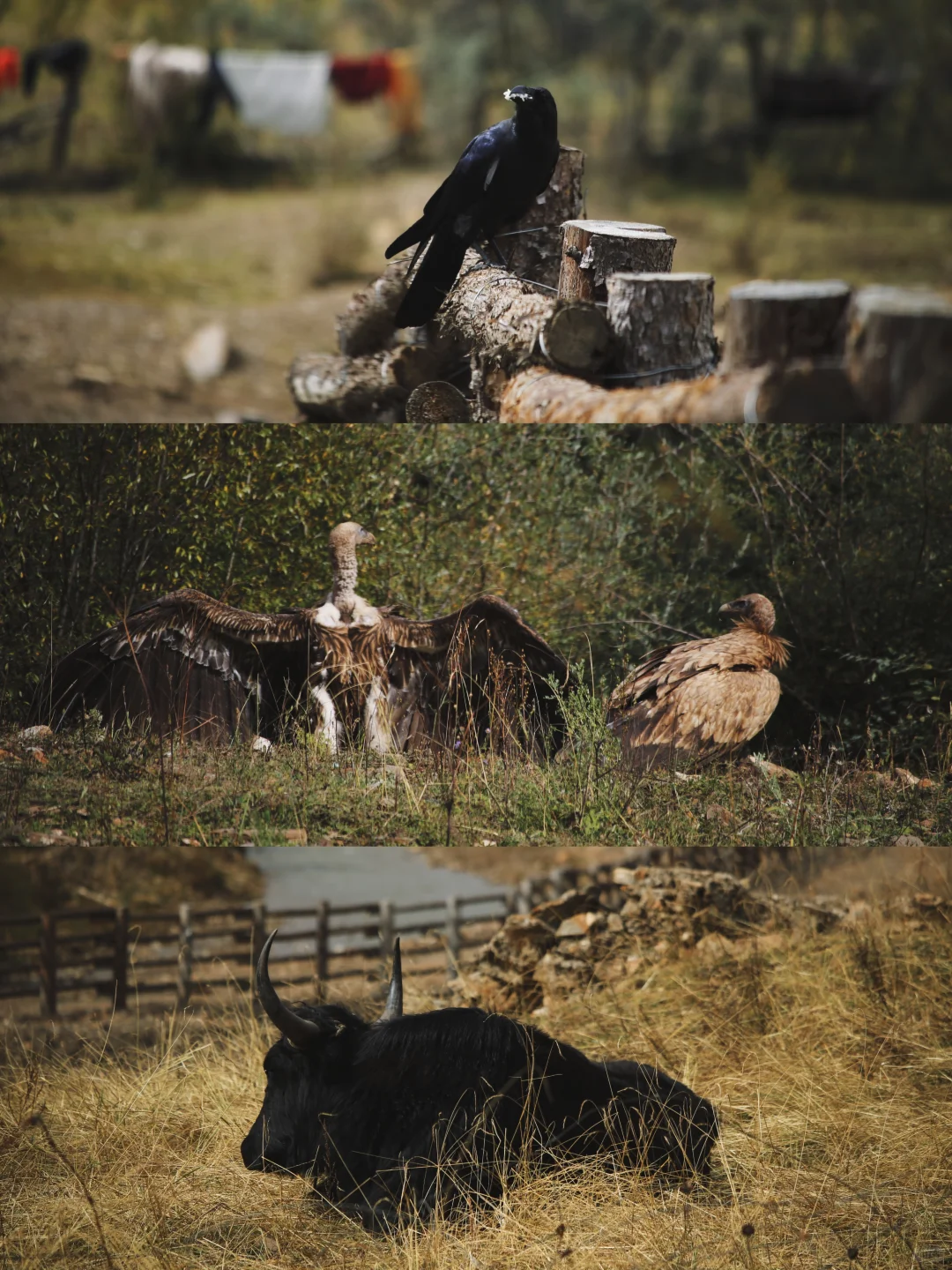 成都—甘孜小众路线,反向游不堵车